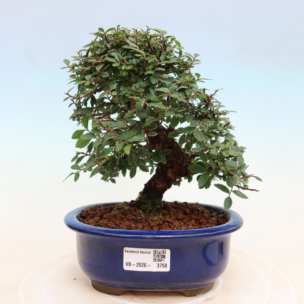 Venkovní bonsai - Zelkova - Zelkova NIRE