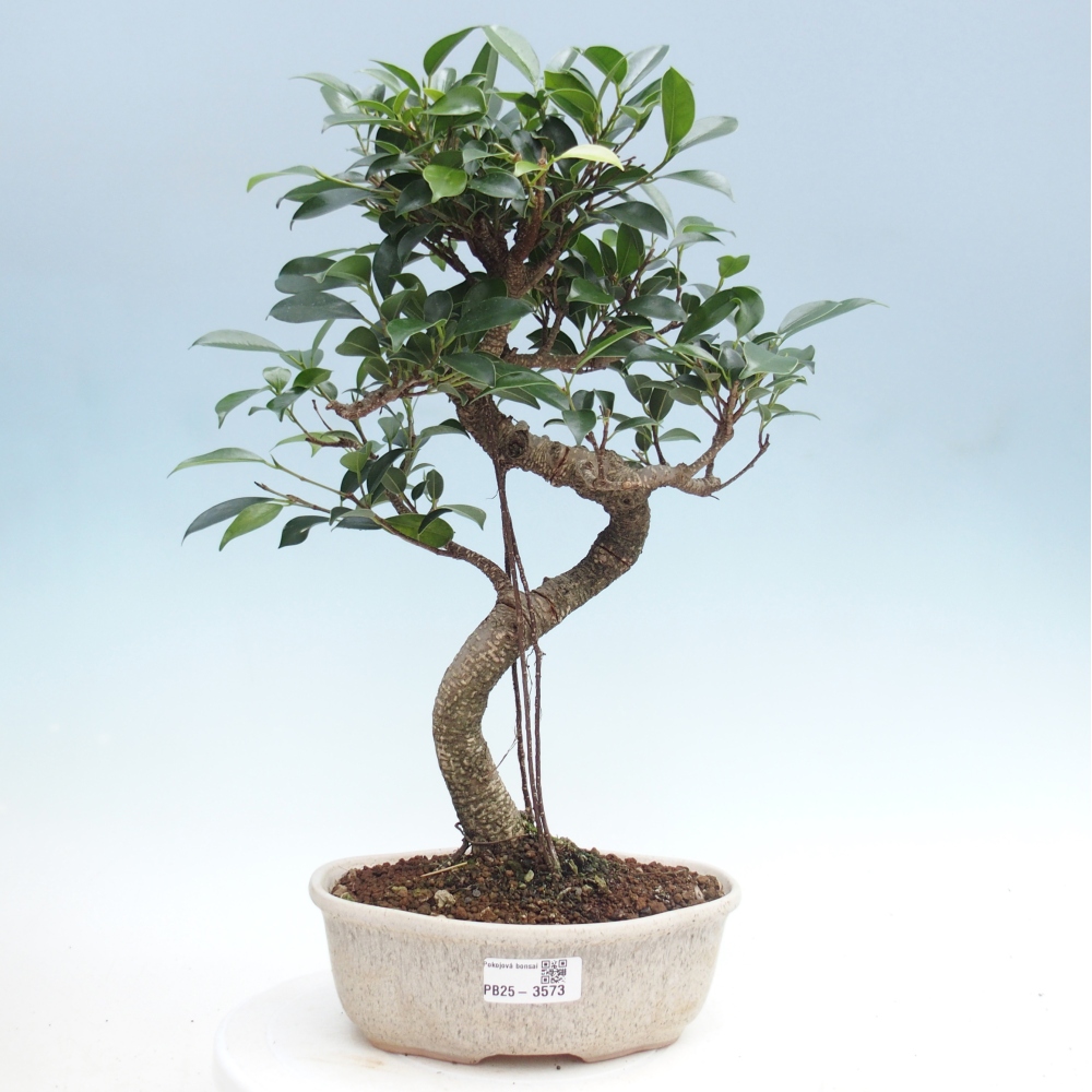 Pokojová bonsai - Ficus retusa -  malolistý fíkus