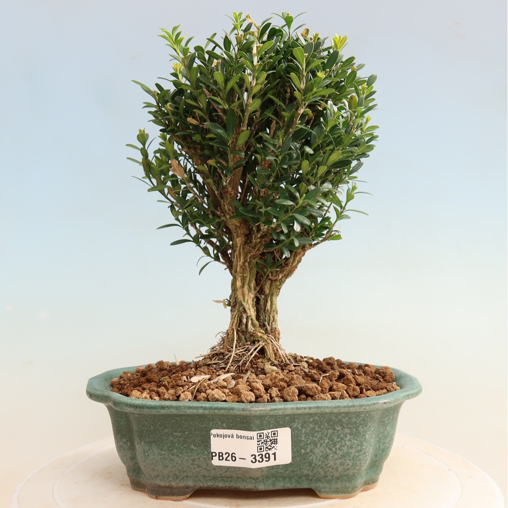 Pokojová bonsai - Buxus harlandii -korkový buxus