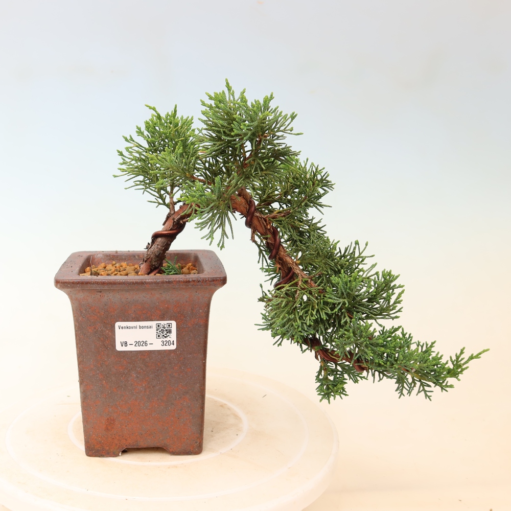 Venkovní bonsai - Juniperus chinensis Kishu -Jalovec čínský