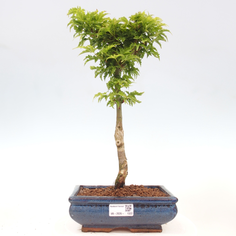 Venkovní bonsai -Javor dlanitolistý Acer palmatum Shishigashira