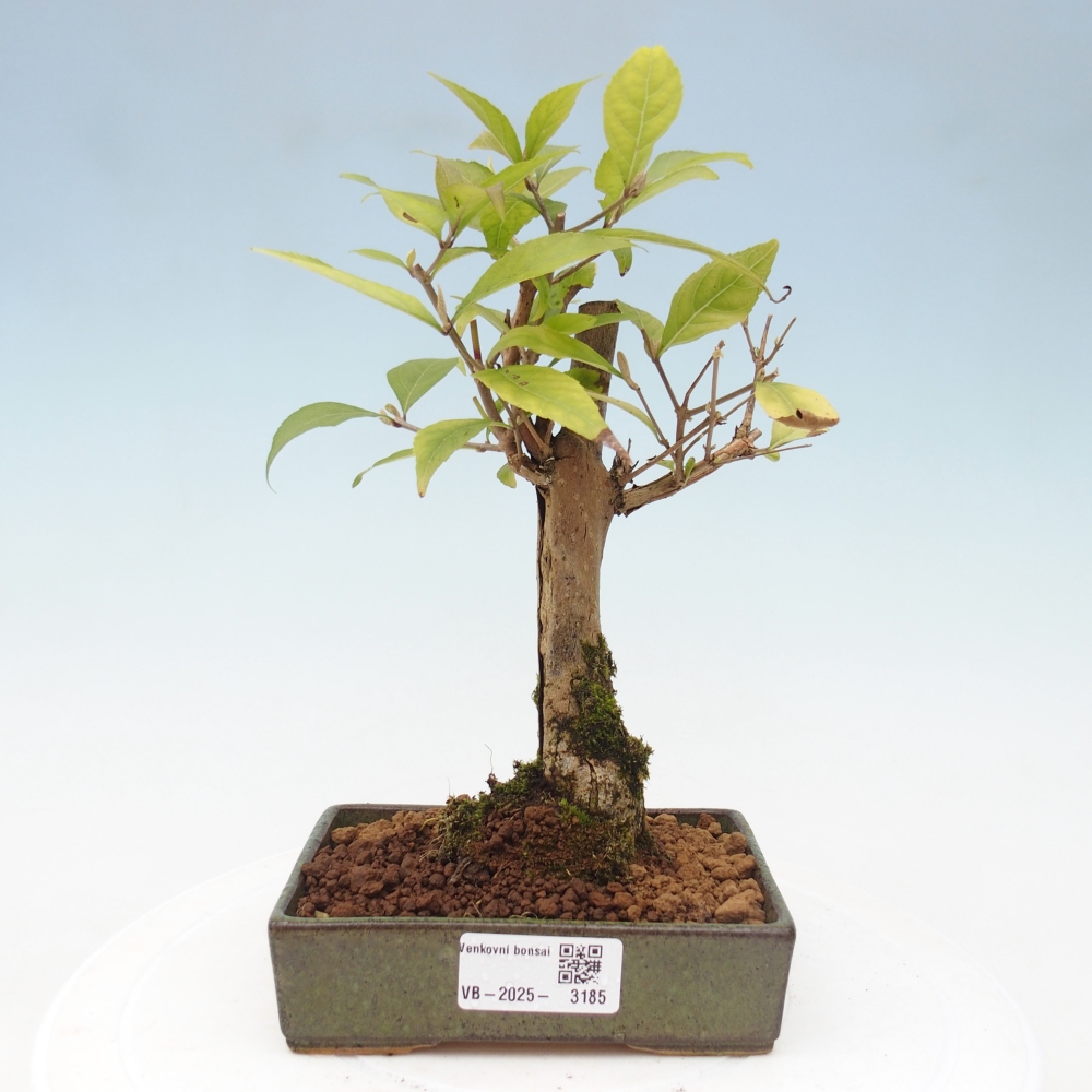 Venkovní bonsai - krásnoplodka - Callicarpa japonica