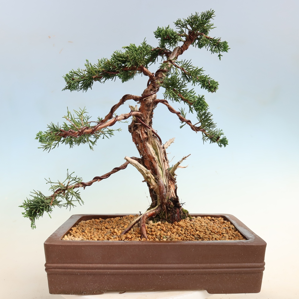 Venkovní bonsai - Juniperus chinensis Kishu -Jalovec čínský