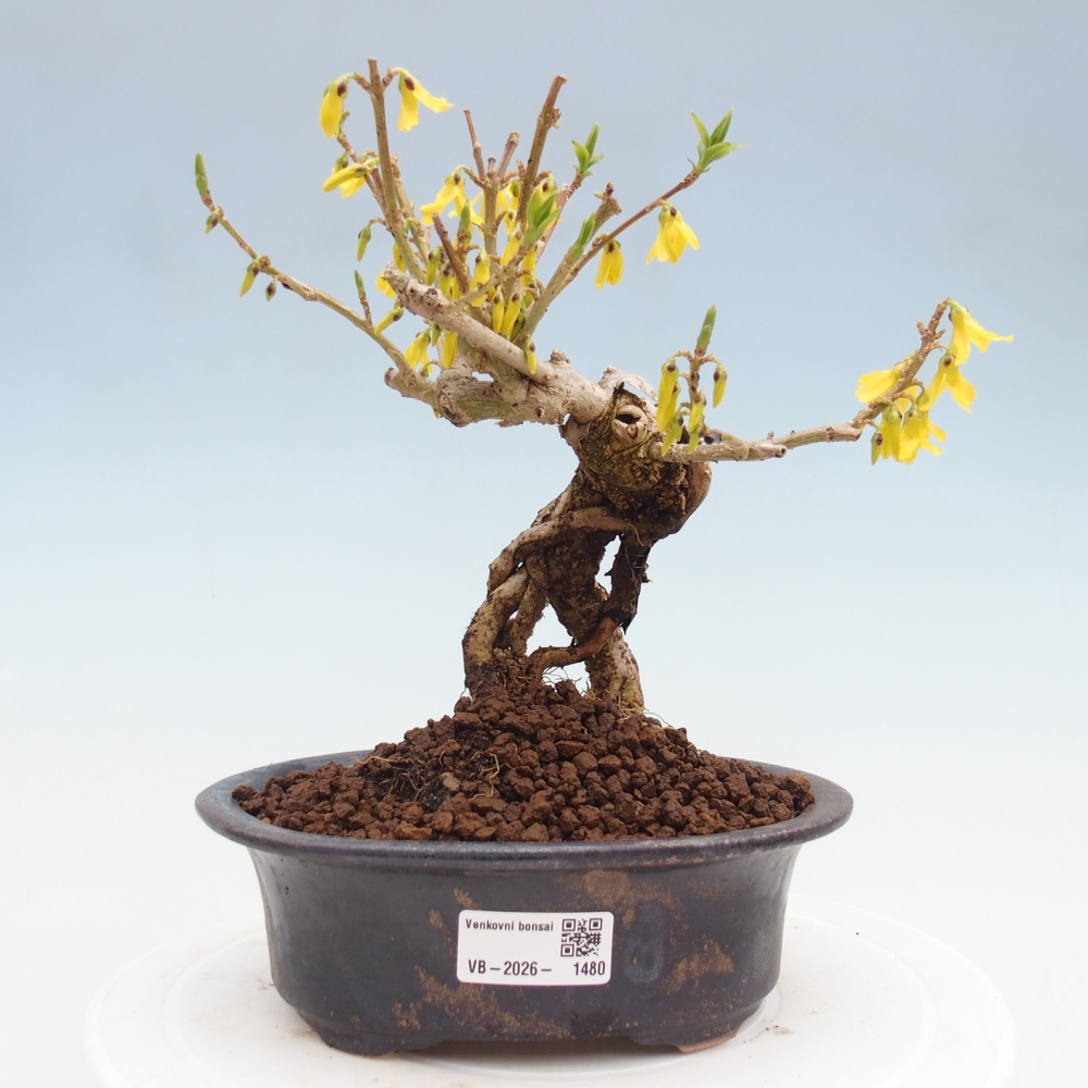 Venkovní bonsai - Zlatice - Forsythia koreana