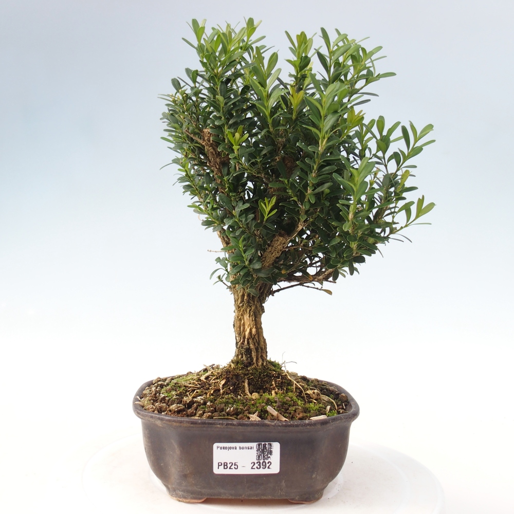 Pokojová bonsai - Buxus harlandii - korkový buxus