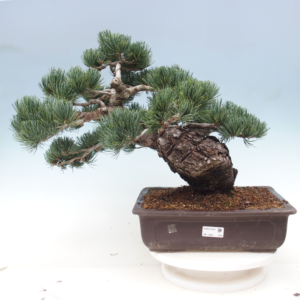 Venkovní bonsai - Pinus parviflora - Borovice drobnokvětá