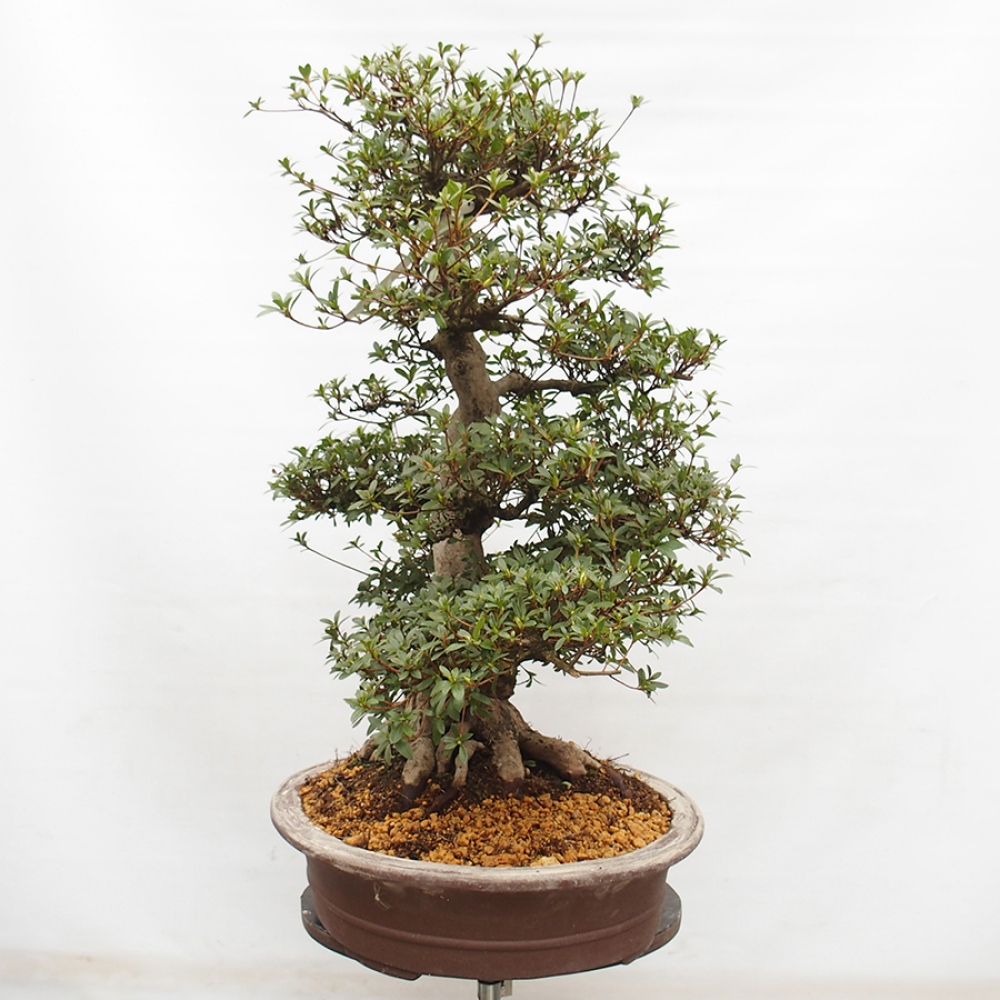 Venkovní bonsai - Japonská azalka - Azalea Byakuren