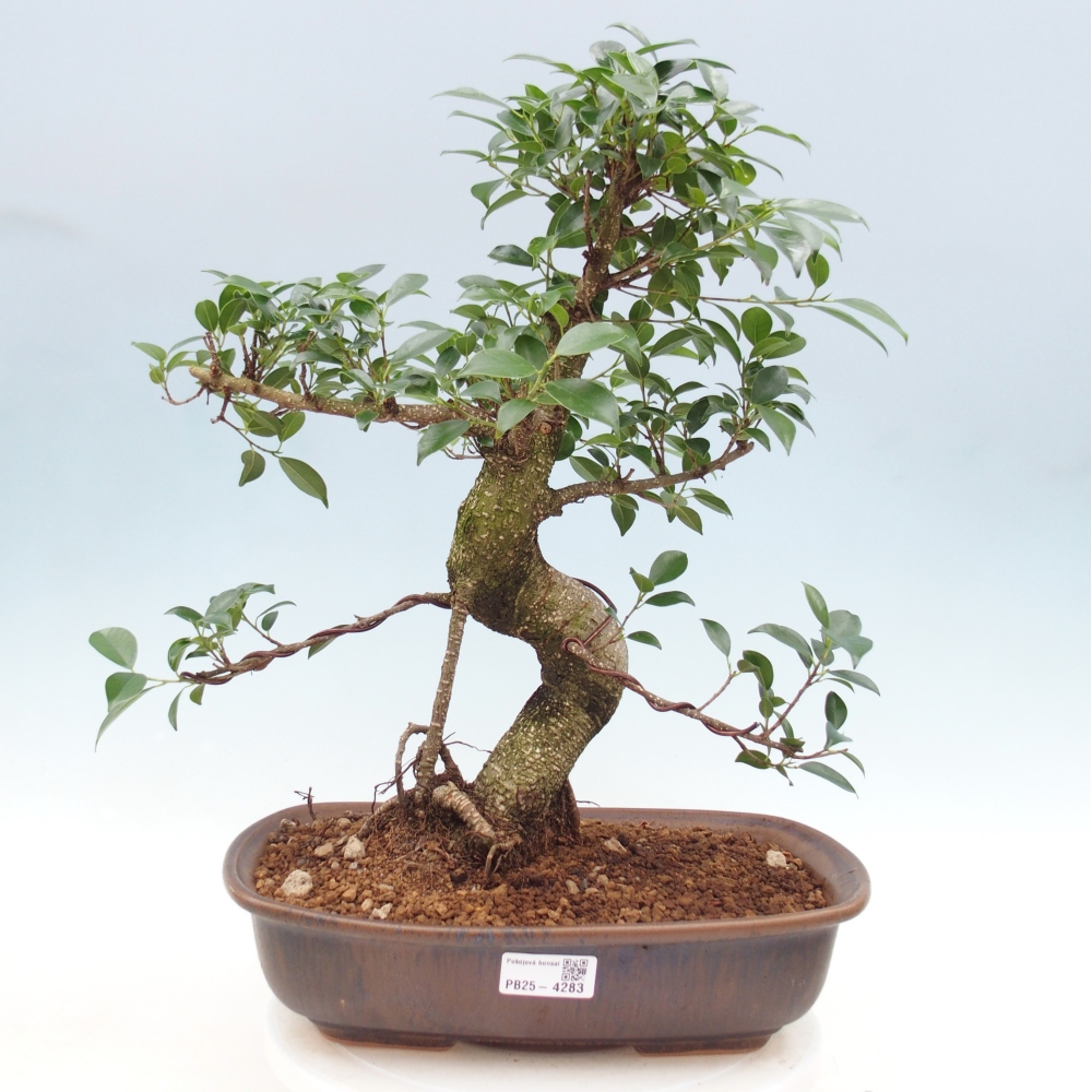Pokojová bonsai - Ficus retusa -  malolistý fíkus