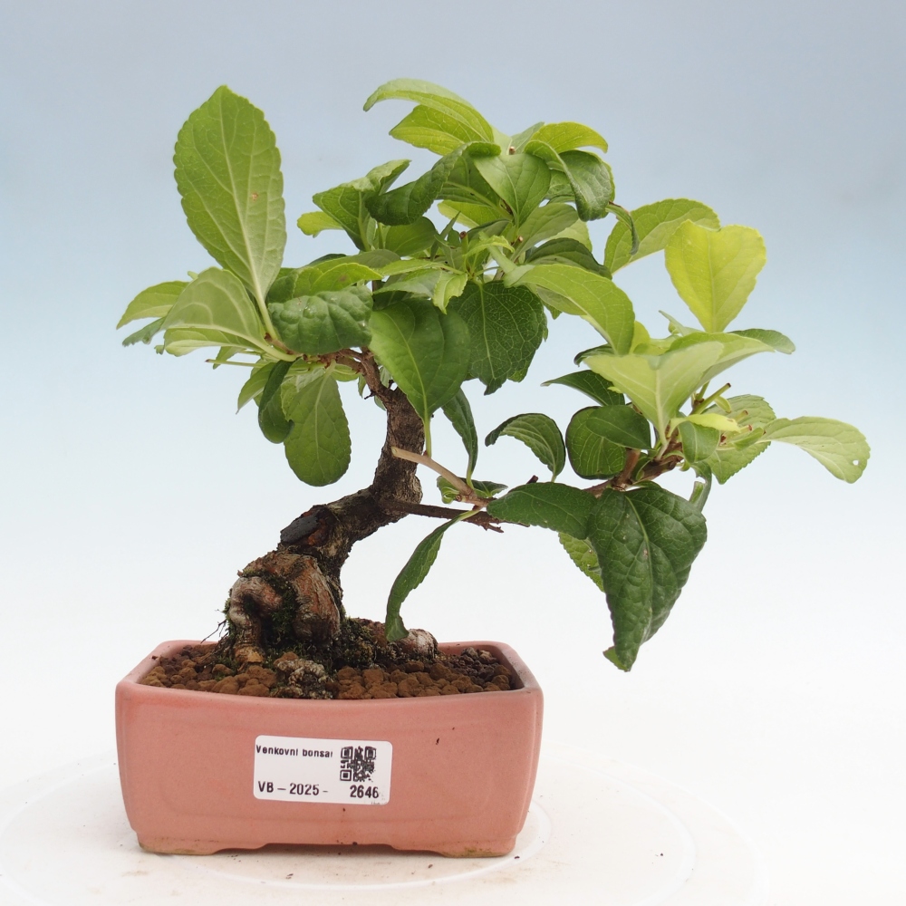 Venkovní bonsai - Celastrus  orbiculatus - Jesenec okrouhlolistý