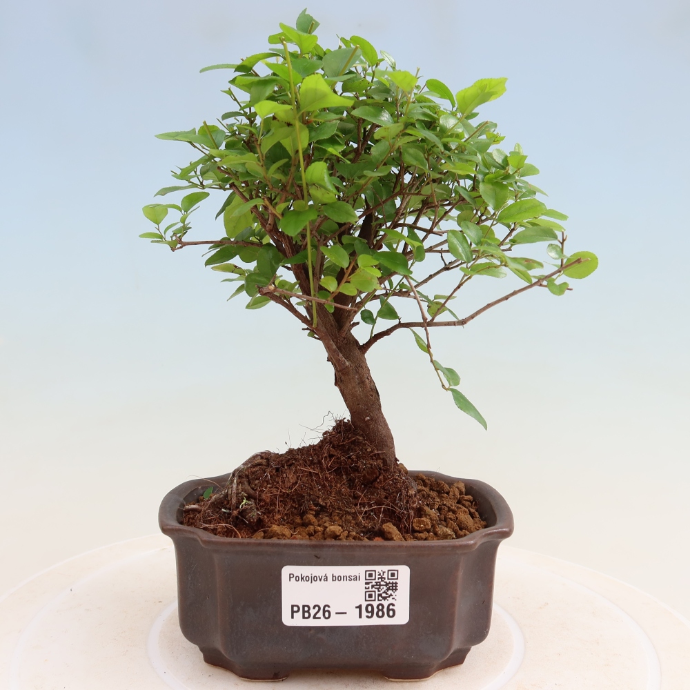 Pokojová bonsai - Sagerécie thea - Sagerécie thea