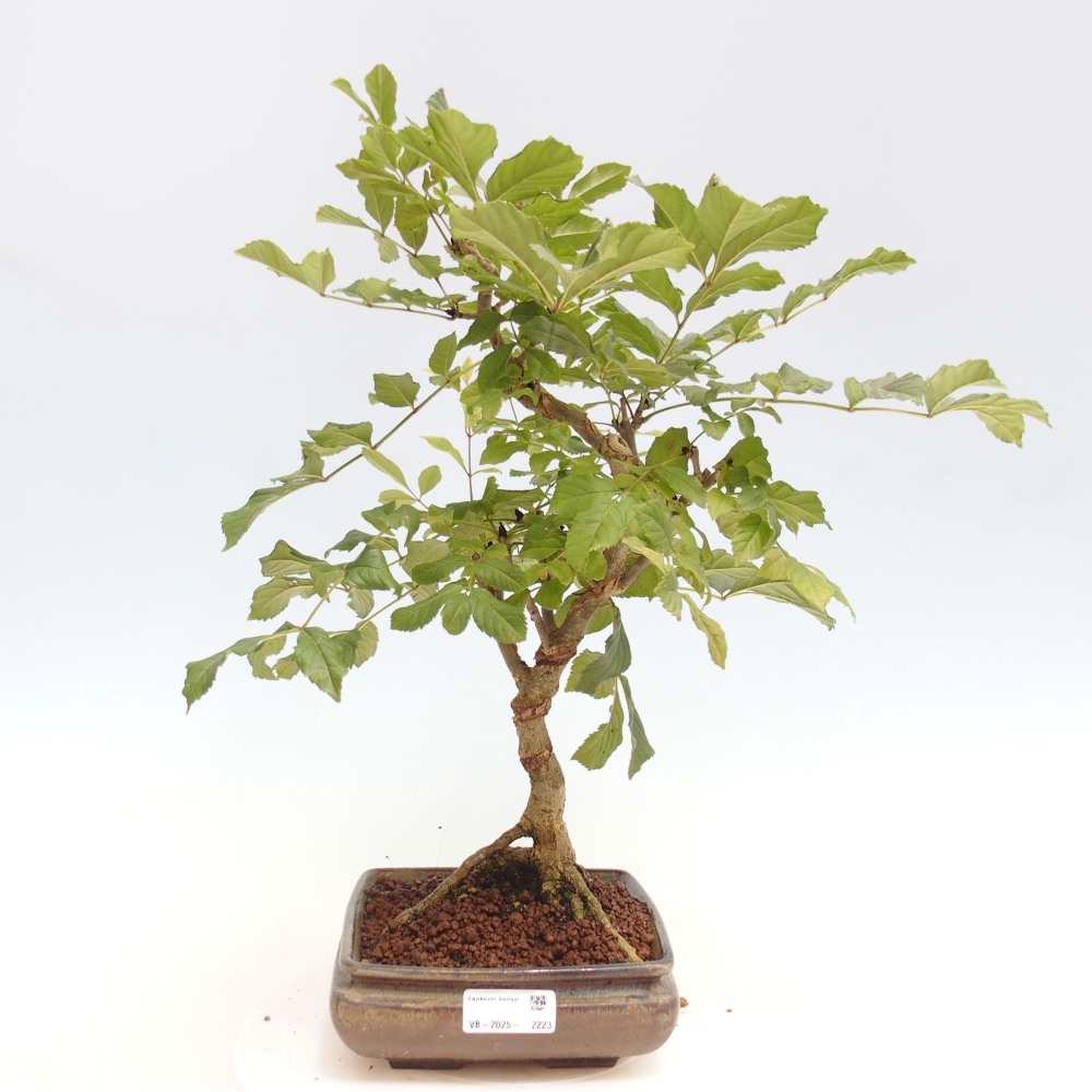 Venkovní bonsai - Fraxinus  -  Jasan