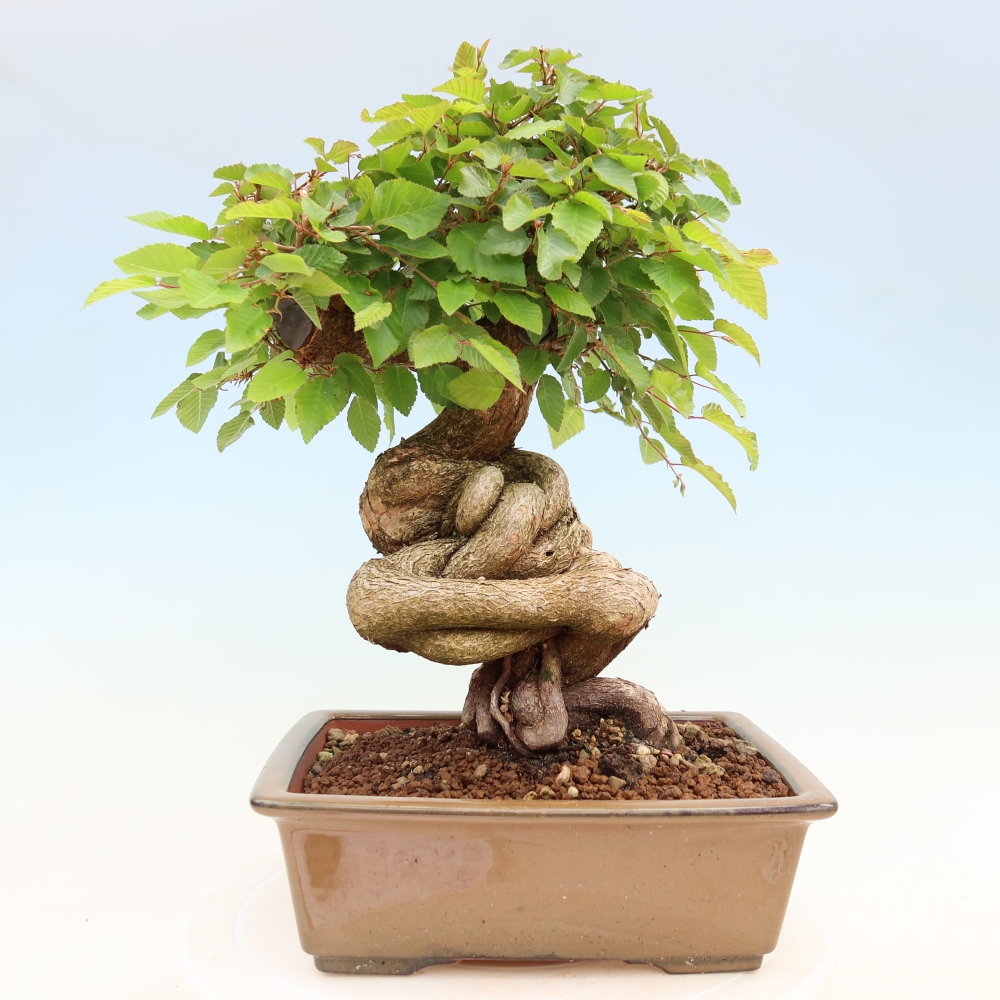 Venkovní bonsai -Carpinus Coreana - Habr korejský