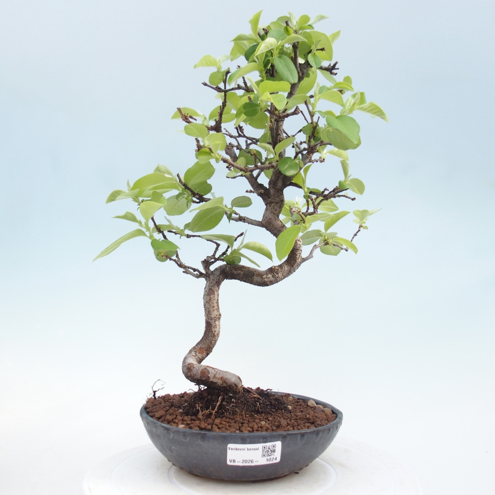 Venkovní  bonsai -  Chaneomeles chinensis - Kdoulovec čínsky