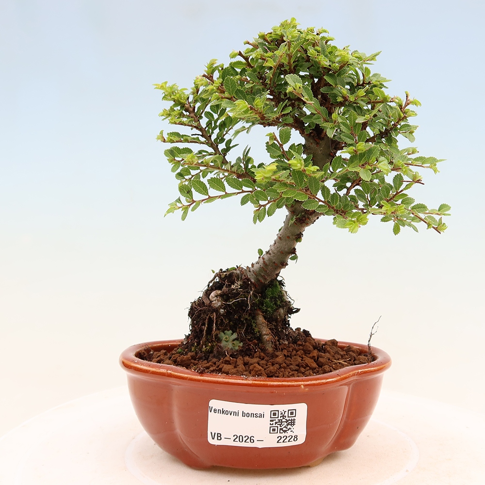 Venkovní bonsai - Ulmus parvifolia Sagei - Malolistý jilm