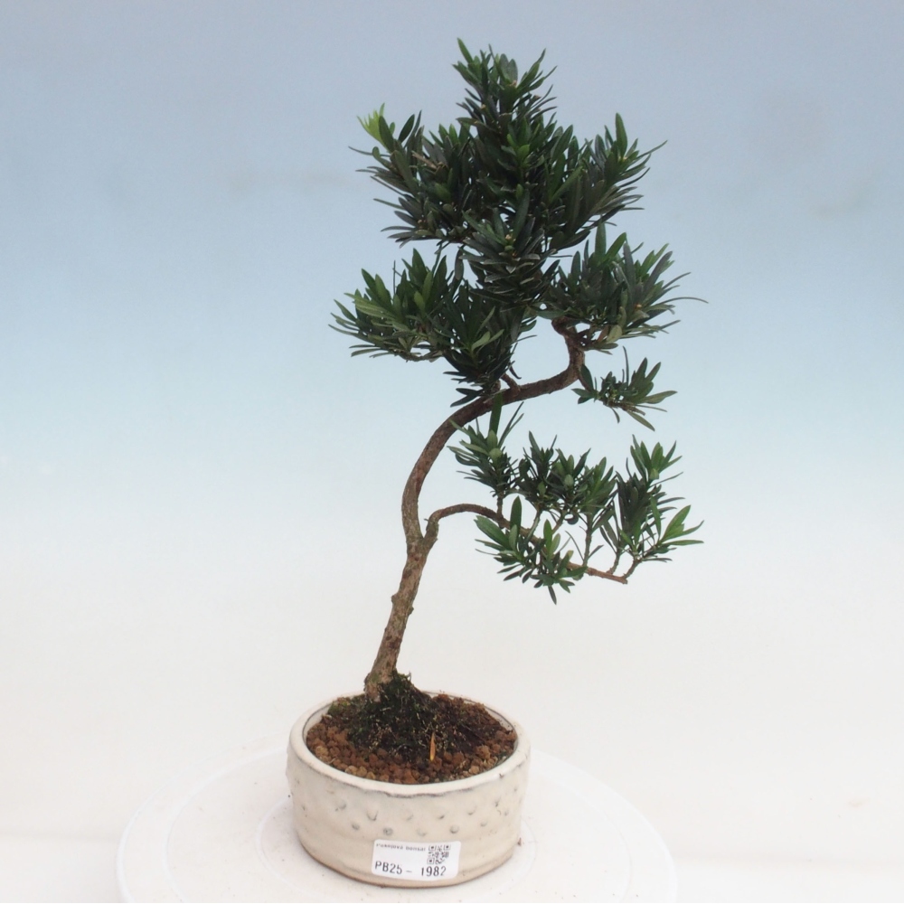 Pokojová bonsai - Podocarpus - Kamenný tis