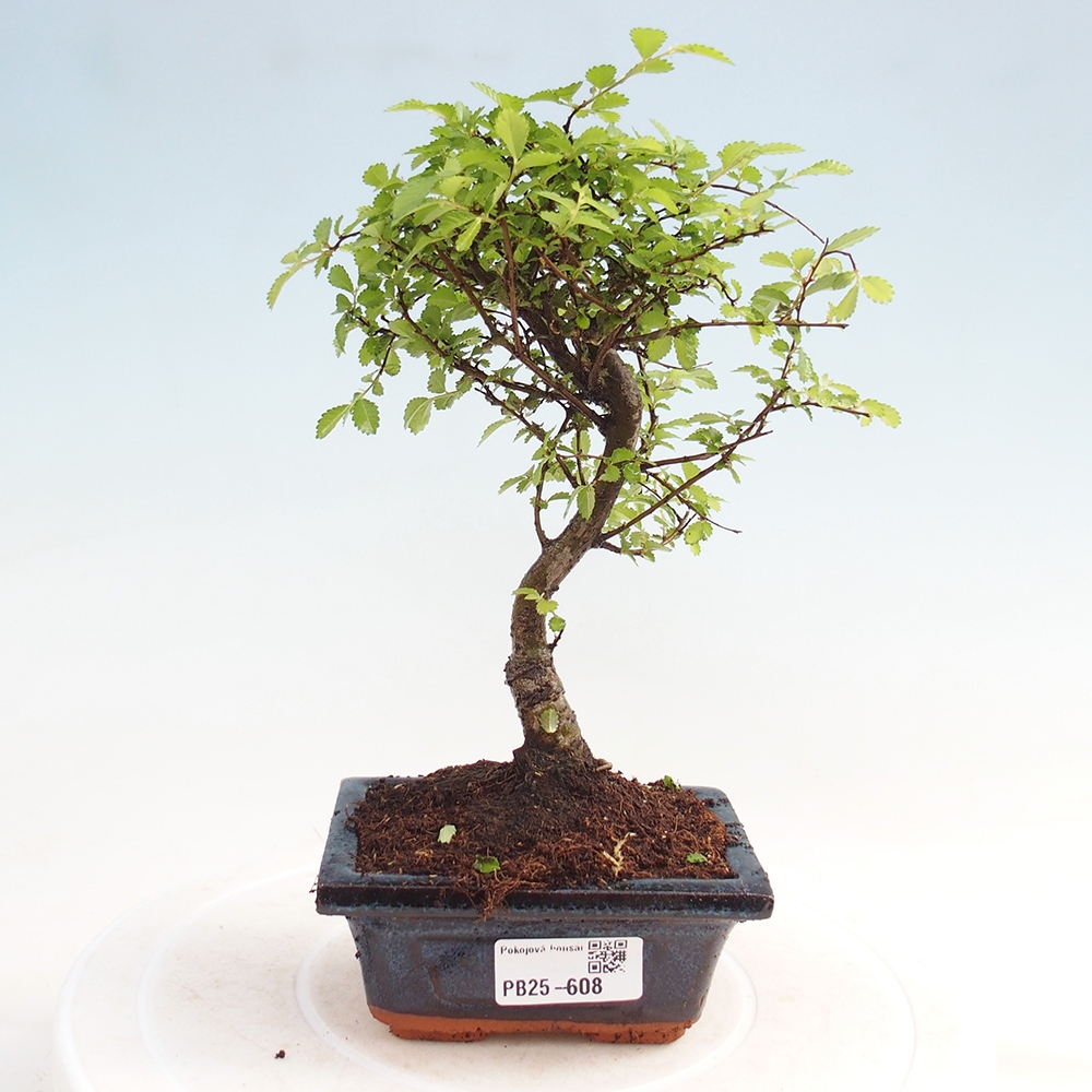 Pokojová bonsai - Ulmus parvifolia - Malolistý jilm