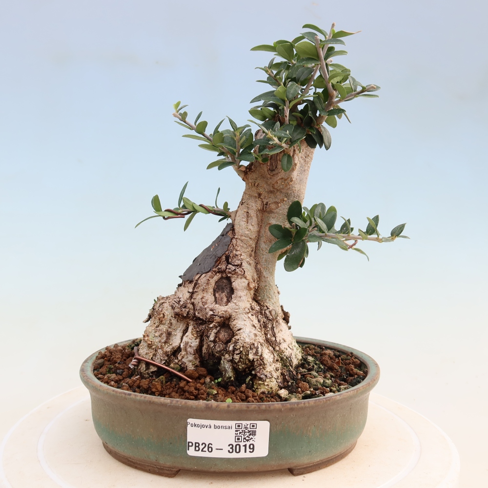 Pokojová bonsai - Olea europaea sylvestris -Oliva evropská drobnolistá