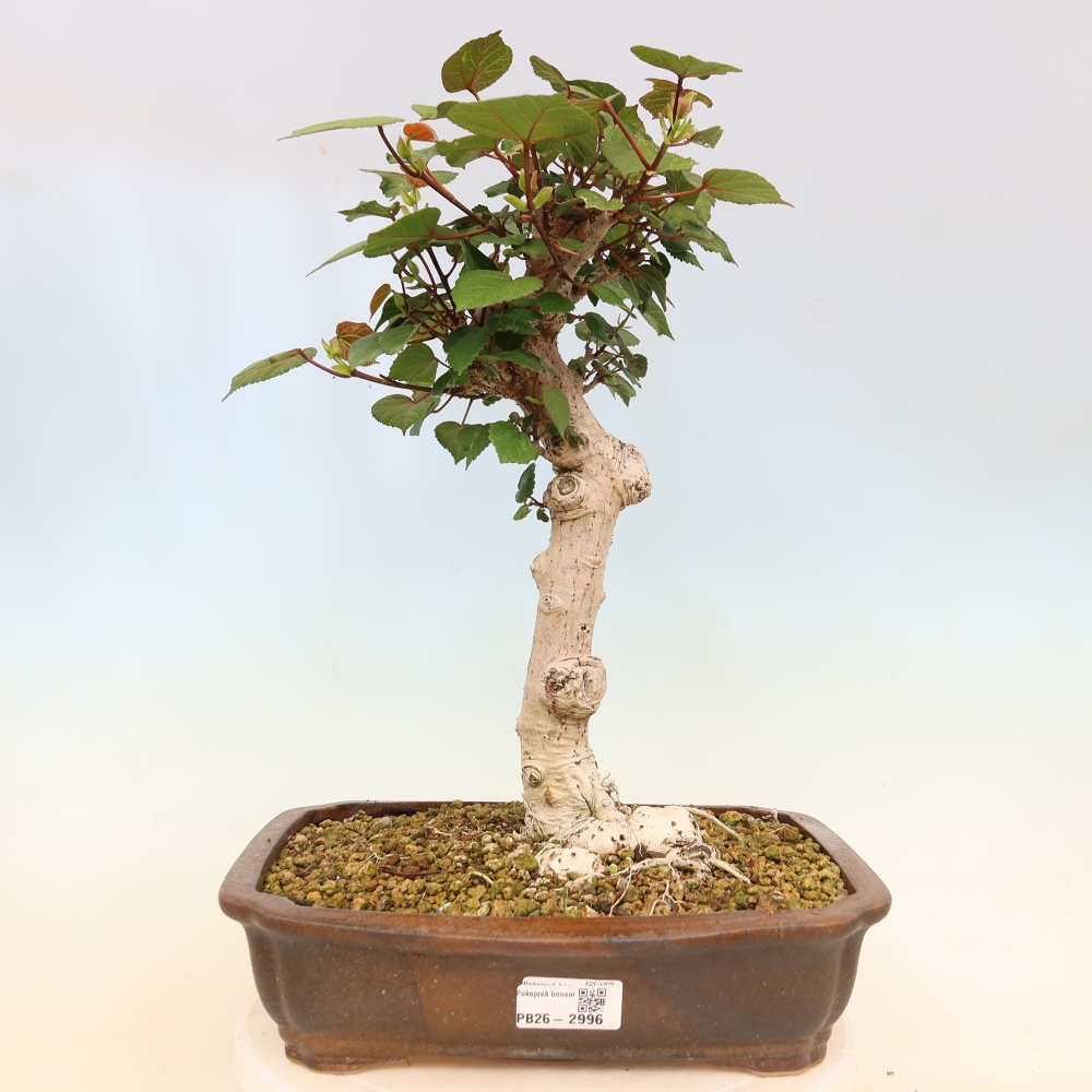 Pokojová bonsai - Hibiscus tiliaceus - Ibišek lípovitý, morský