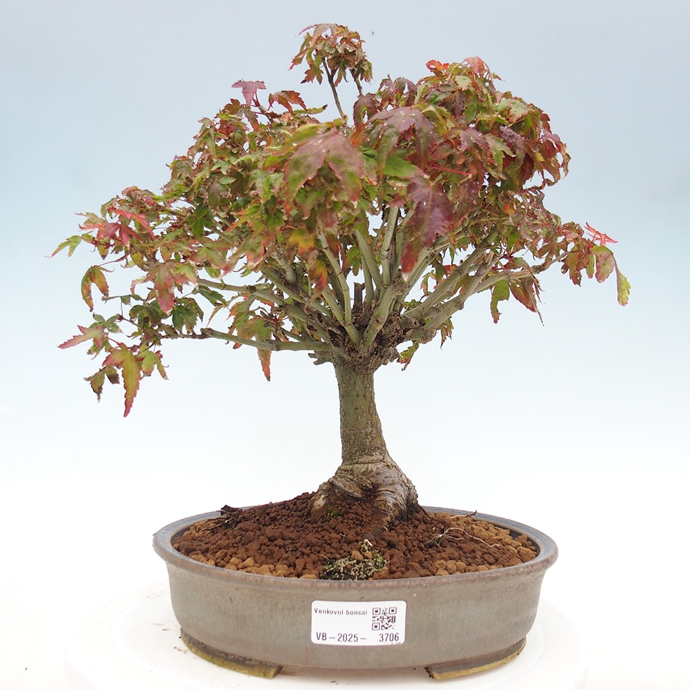 Acer palmatum KIOHIME - Javor dlanitolistý