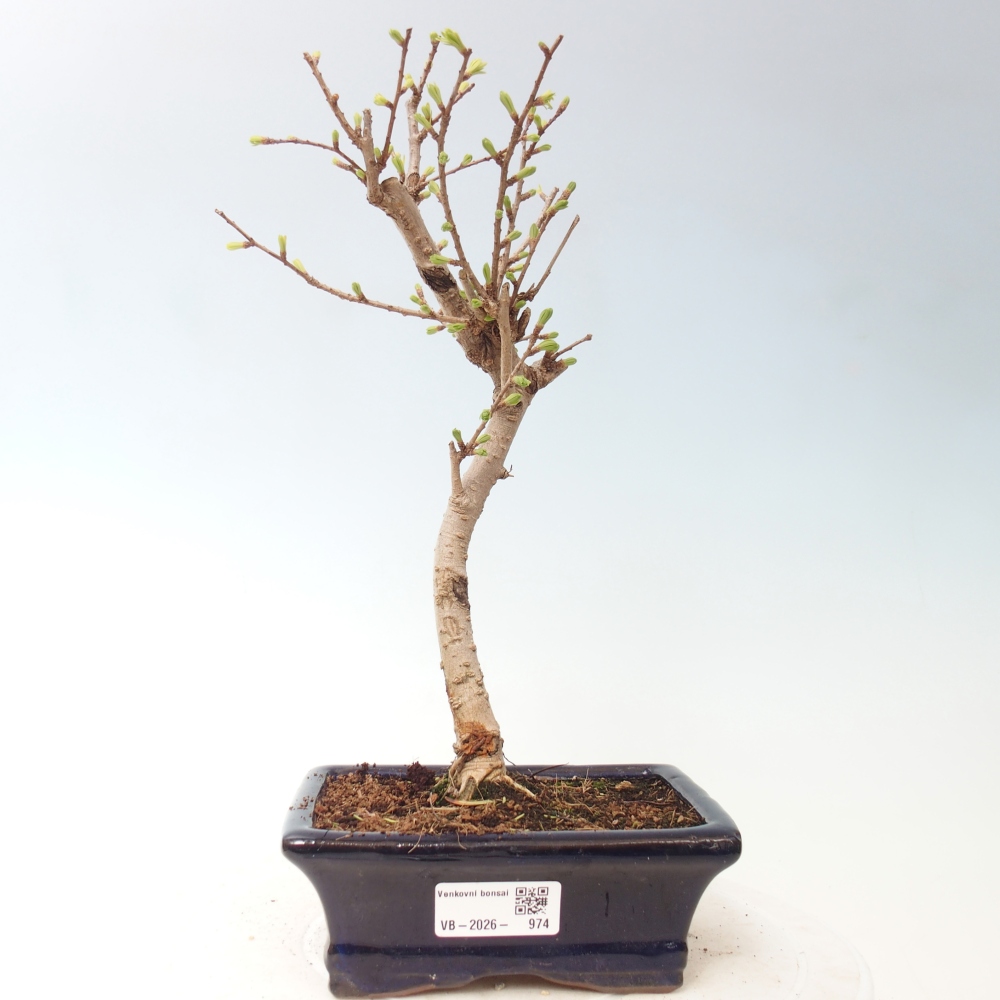 Venkovní bonsai -Pseudolarix amabis-Pamodřín