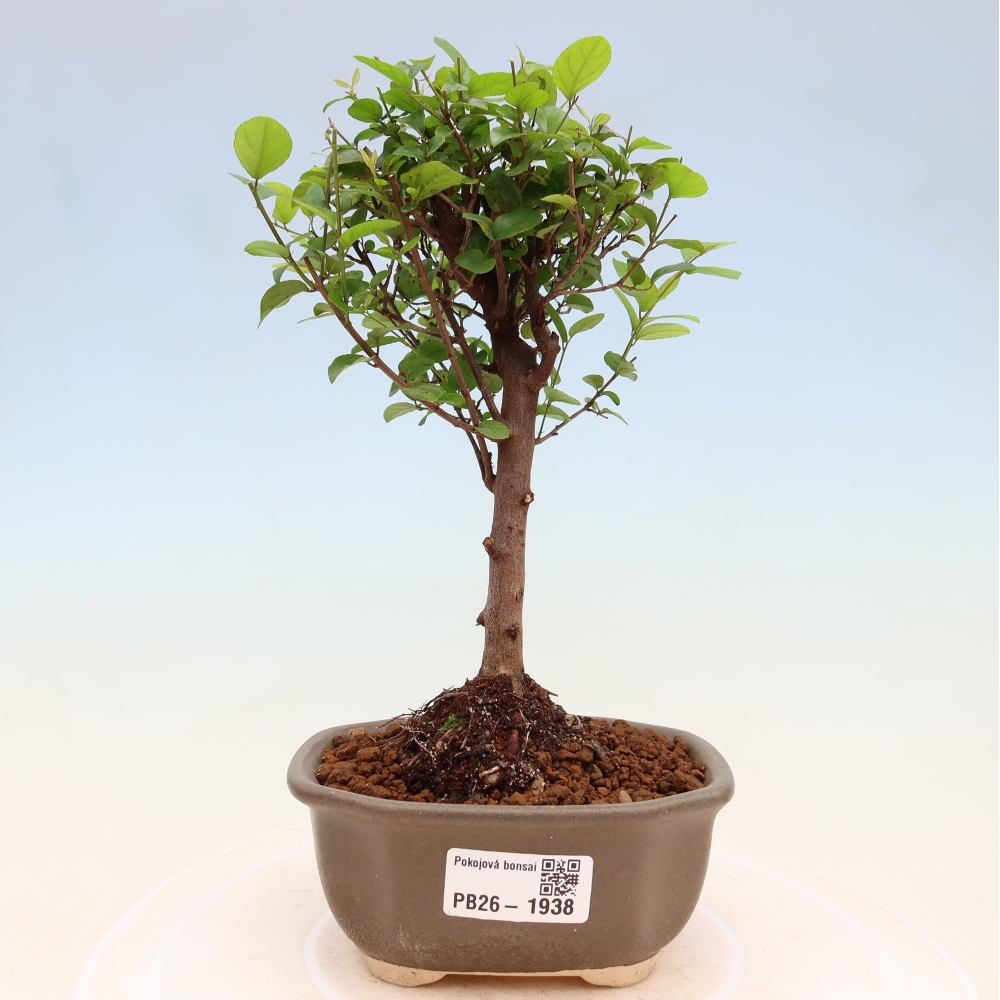 Pokojová bonsai - Sagerécie thea - Sagerécie thea