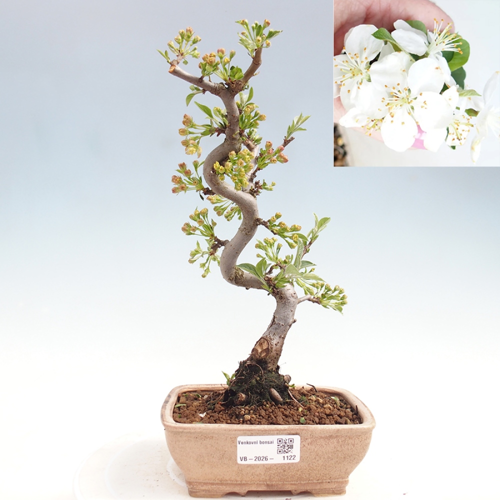 Venkovní bonsai - Malus sargentii -  Maloplodá jabloň