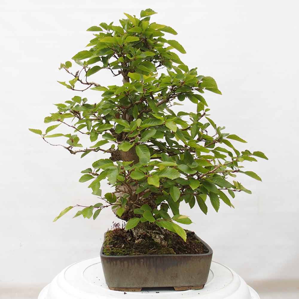 Venkovní bonsai -Carpinus CARPINOIDES - Habr korejský