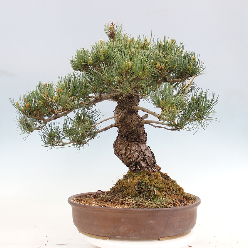 Venkovní bonsai - Pinus parviflora - Borovice drobnokvětá