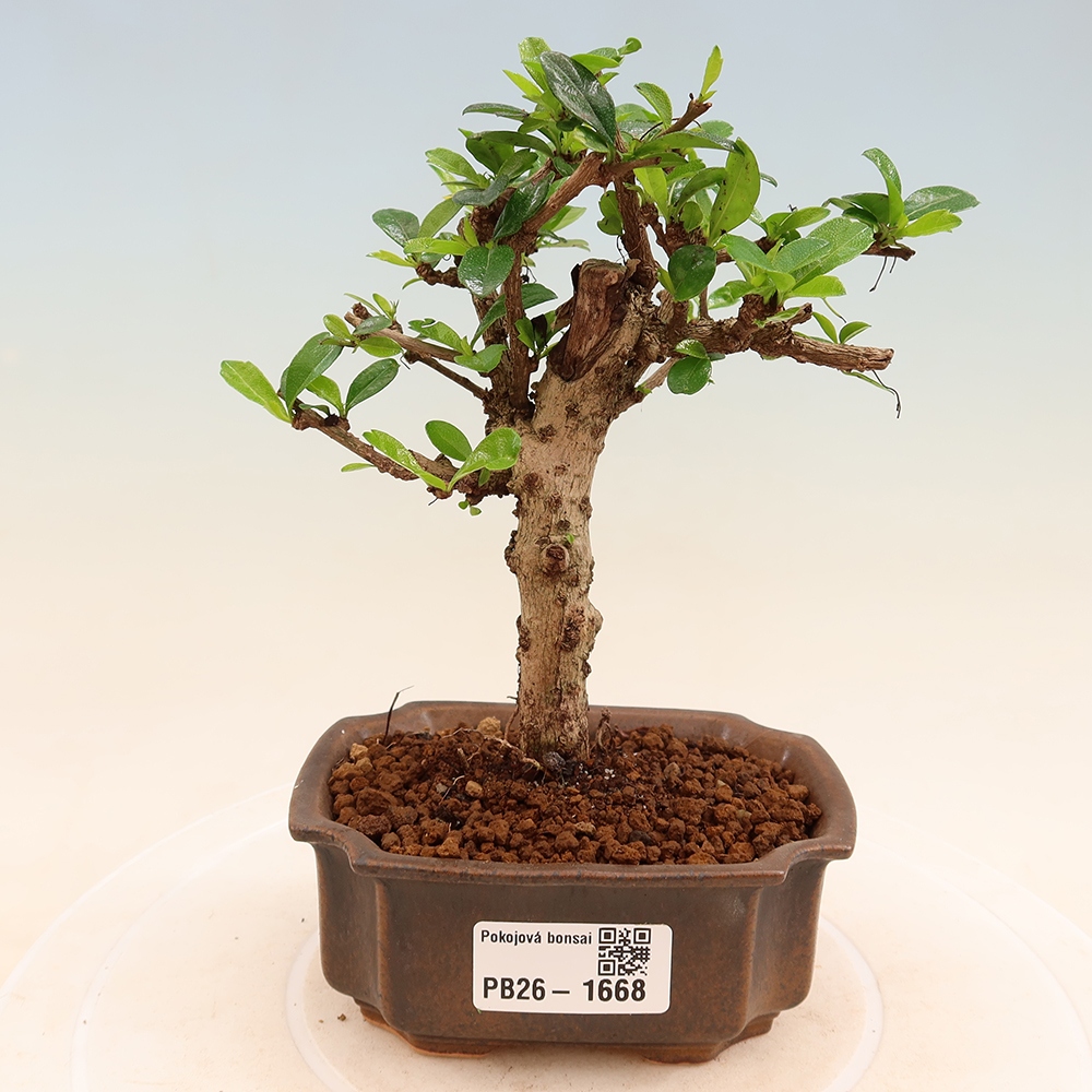 Pokojová bonsai - Carmona macrophylla - Čaj fuki