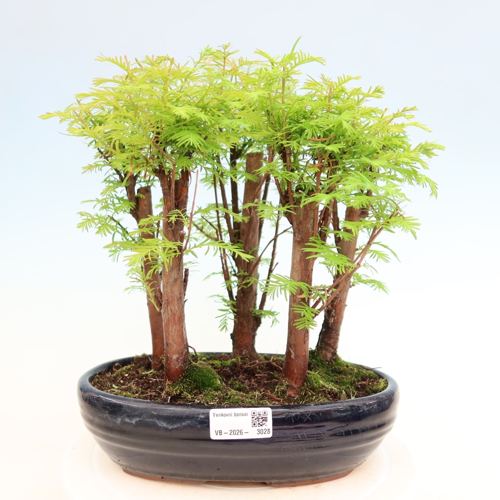 Venkovní bonsai - Metasequoia glyptostroboides - Metasekvoje čínská - lesík
