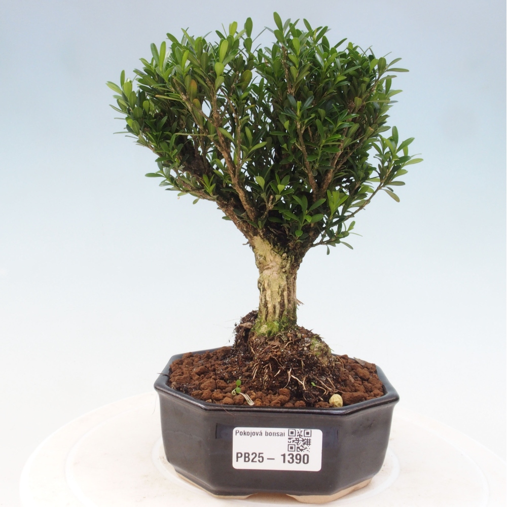 Pokojová bonsai - Buxus harlandii - korkový buxus