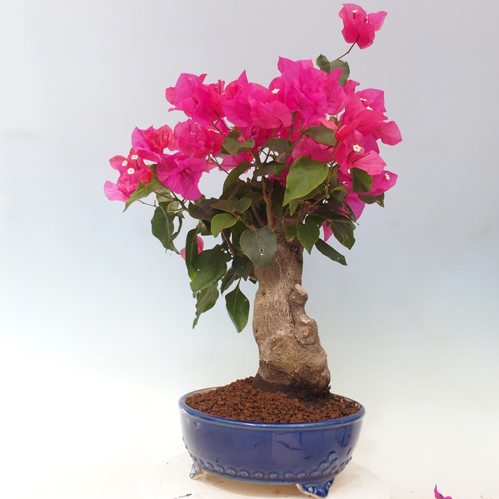 Pokojová bonsai - Bouganwilea