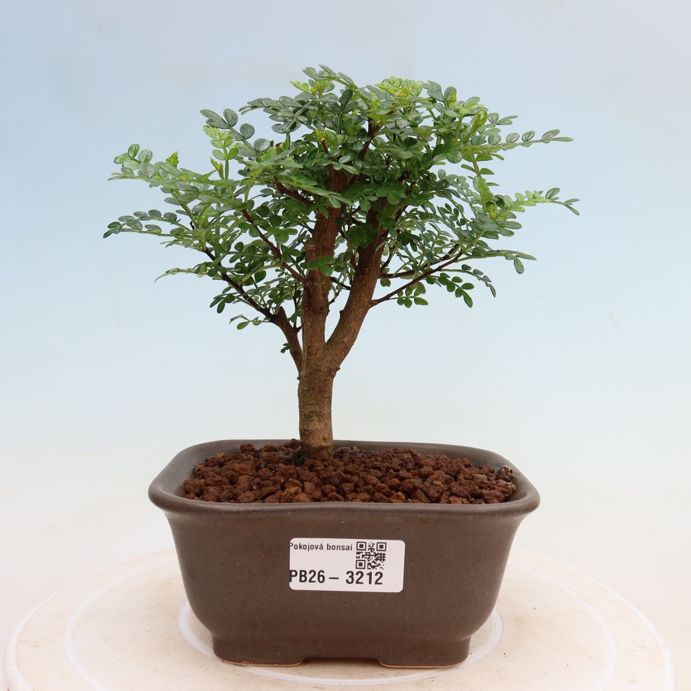 Pokojová bonsai - Zantoxylum piperitum - Pepřovník