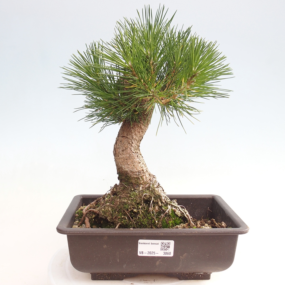 Venkovní bonsai - Pinus thunbergii - Borovice thunbergova