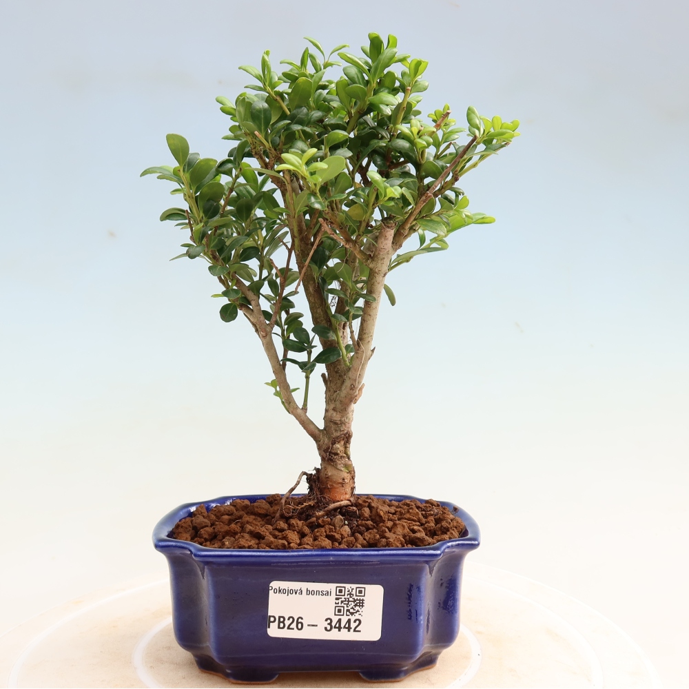 Pokojová bonsai - Ilex crenata - Cesmína