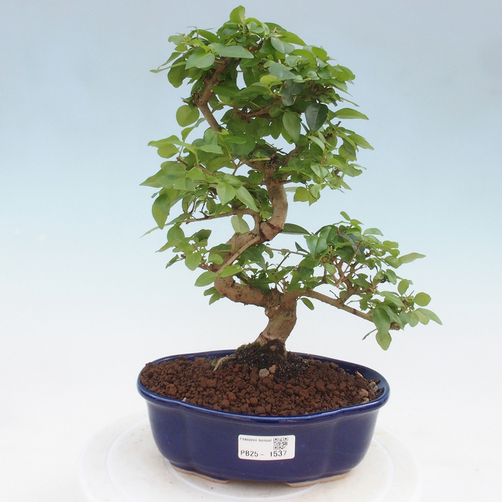 Pokojová bonsai -Ligustrum chinensis - Ptačí zob