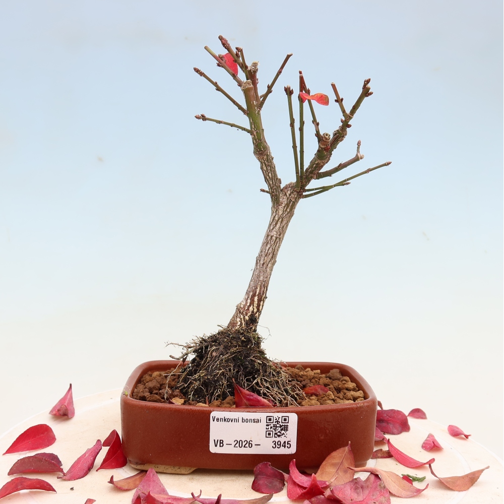 Venkovní bonsai -  Euonymus alatus comactus  - brslen křídlatý