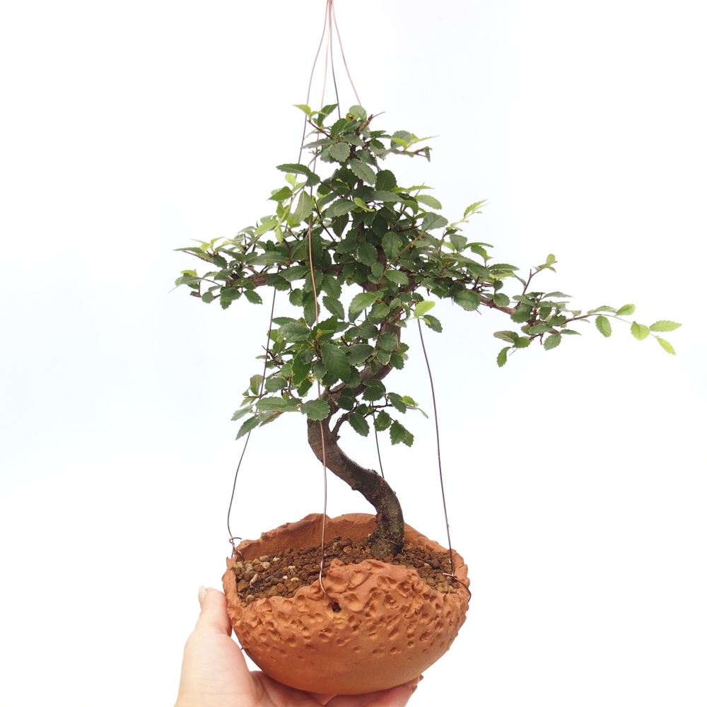 Kokedama v keramice -Ulmus parvifolia- malolistý jilm