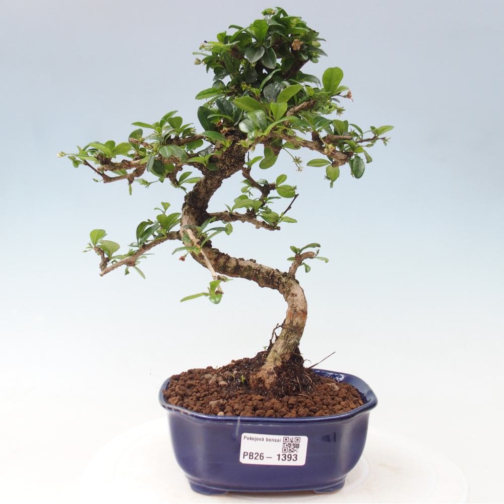 Pokojová bonsai - Carmona macrophylla - Čaj fuki