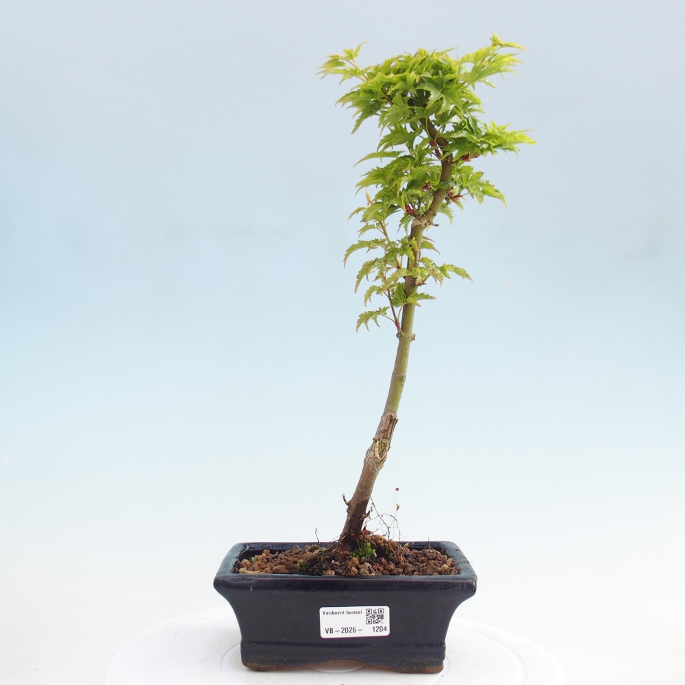 Venkovní bonsai -Javor dlanitolistý Acer palmatum Shishigashira