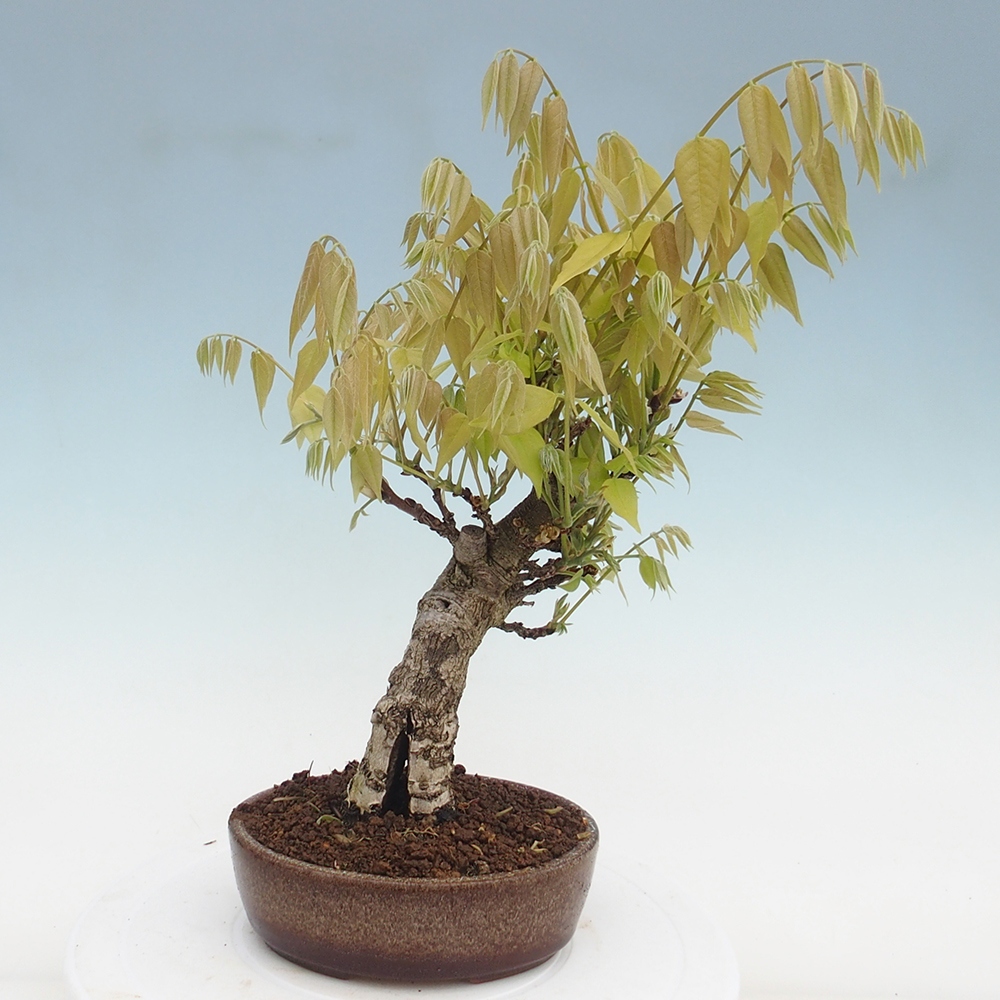 Venkovní bonsai - Vistarie květnatá - Wisteria floribunda