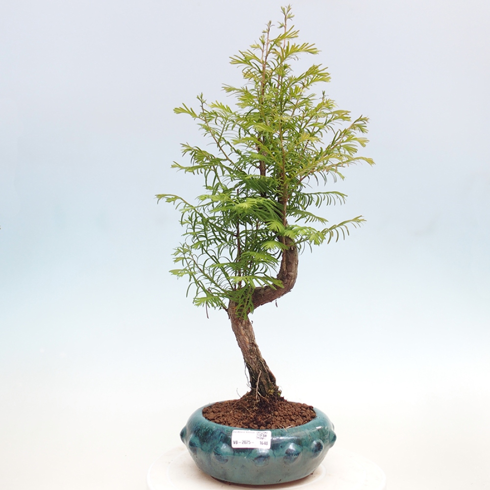 Venkovní bonsai - Metasequoia glyptostroboides - Metasekvoje čínská