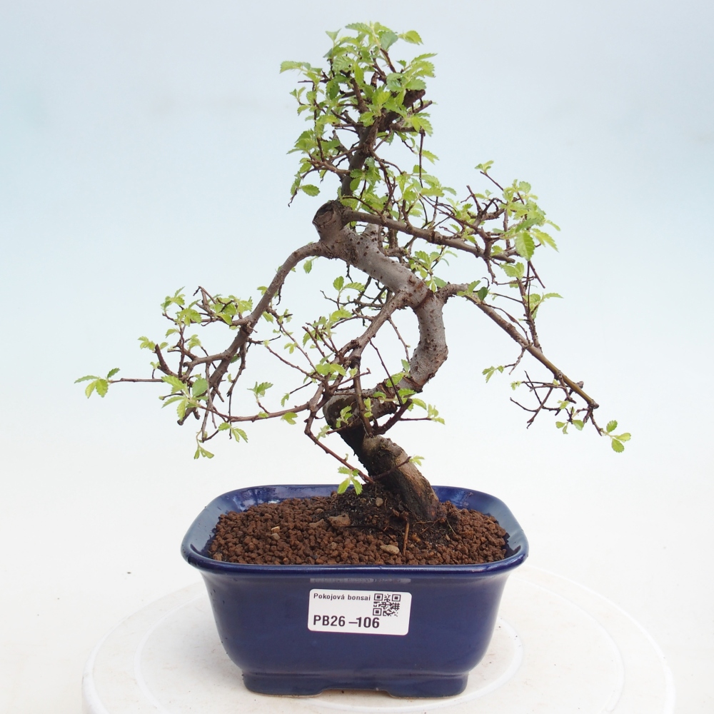 Pokojová bonsai - Ulmus parvifolia - Malolistý jilm