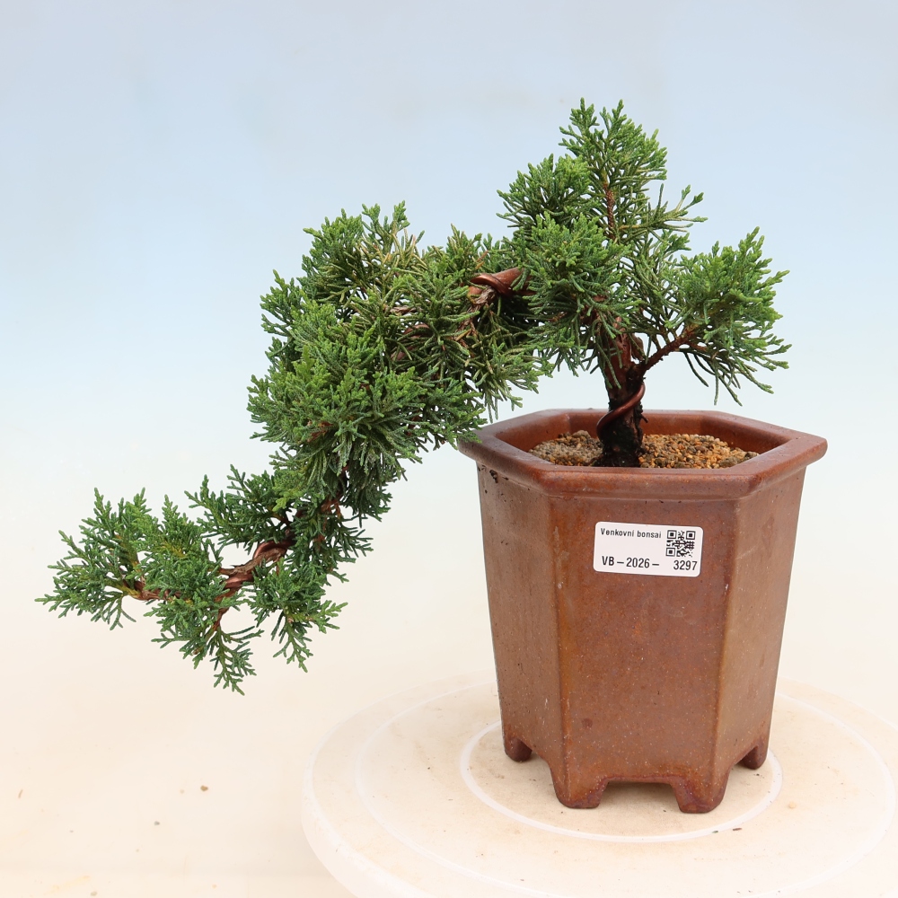 Venkovní bonsai - Juniperus chinensis Kishu -Jalovec čínský