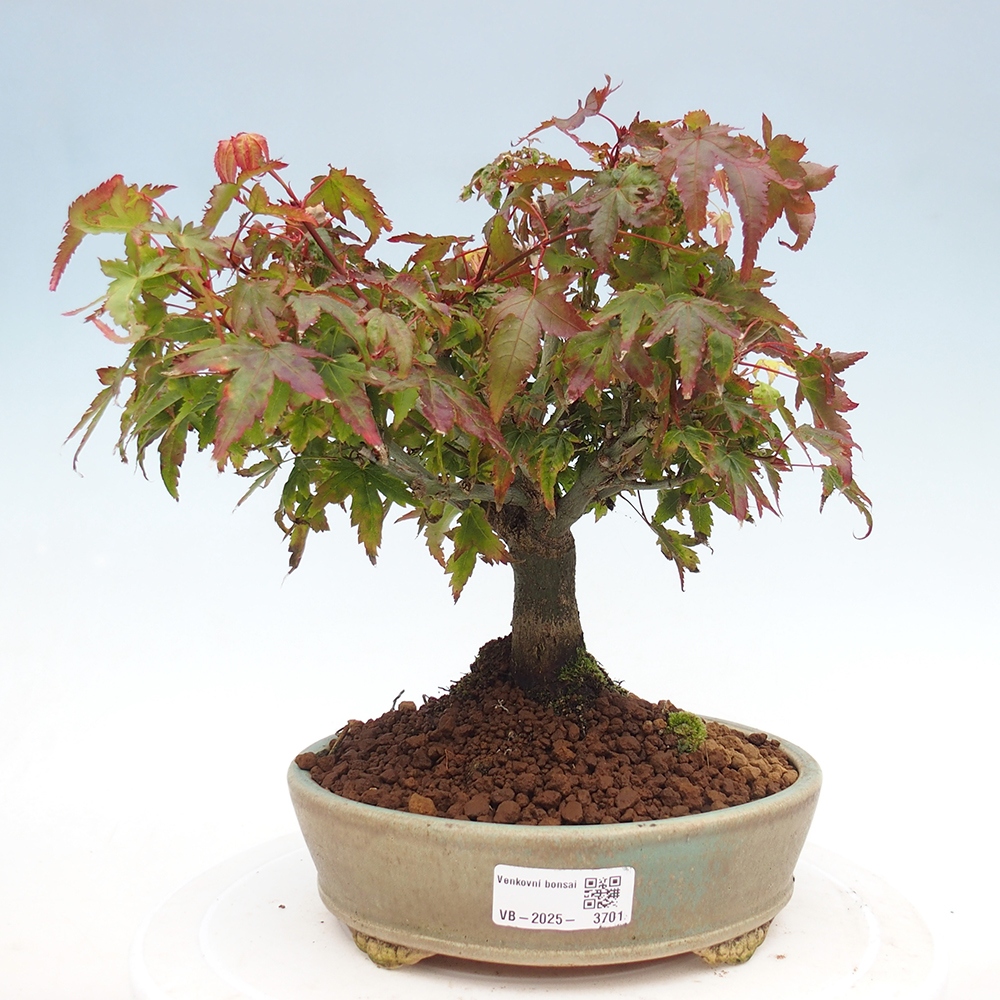 Acer palmatum KIOHIME - Javor dlanitolistý