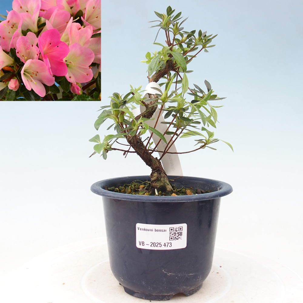 Venkovní bonsai - Japonská azalka - Azalea Hanamaiko