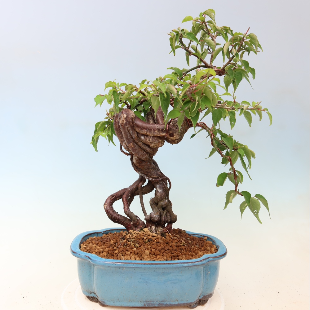 Venkovní bonsai -Japonská meruňka - Prunus Mume