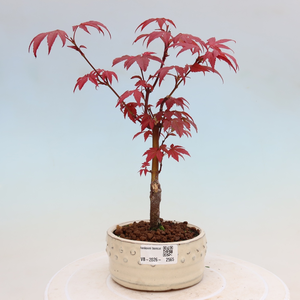 Venkovní bonsai - Acer palm. Atropurpureum-Javor dlanitolistý