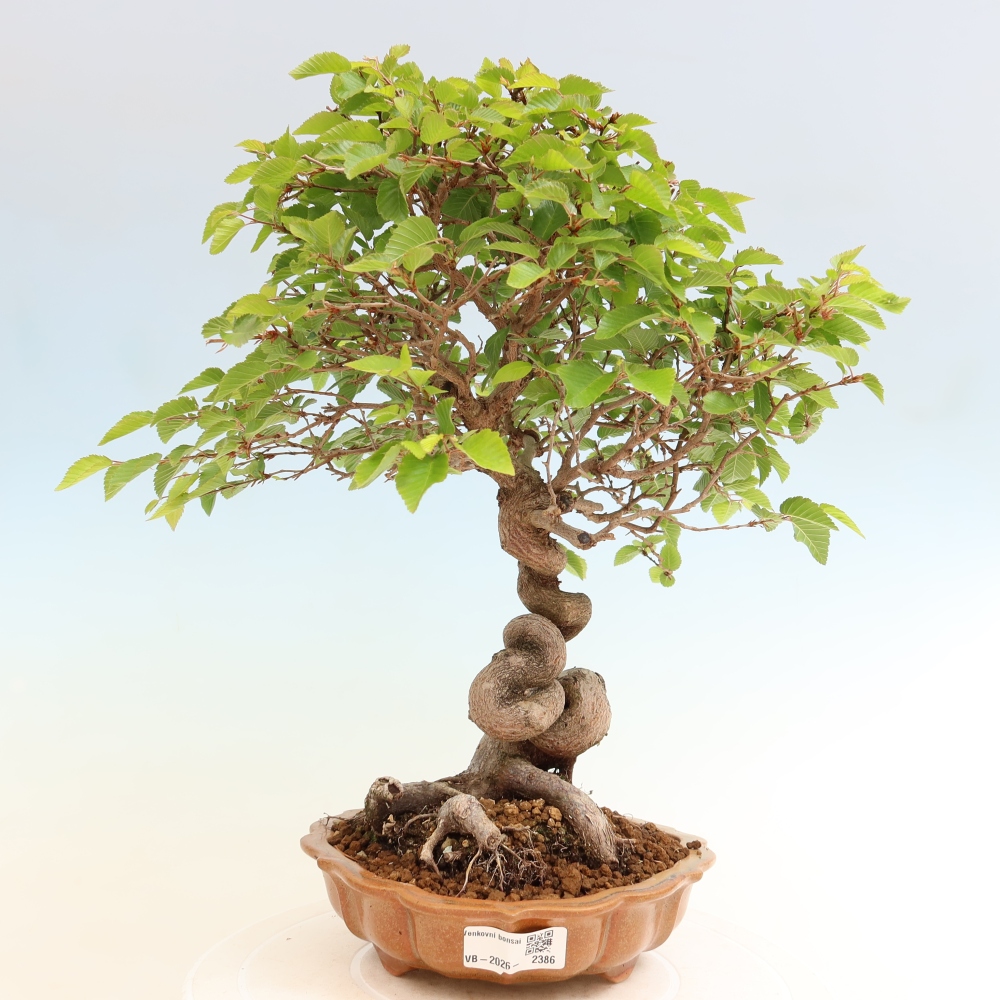 Venkovní bonsai -Carpinus coreana - Habr korejský