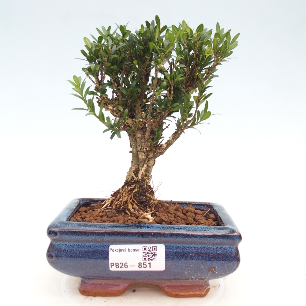 Pokojová bonsai - Buxus harlandii -korkový buxus